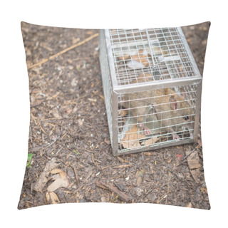 Personality  Large Rat Captured In Galvanized Steel Trap Cage Near Garden Bed In Texas, America Pillow Covers