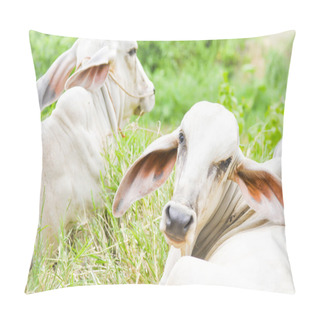 Personality  Cows,oxes Pillow Covers