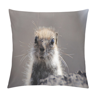 Personality  Cute Squirrel. Canary Island Fuerteventura, Spain Pillow Covers