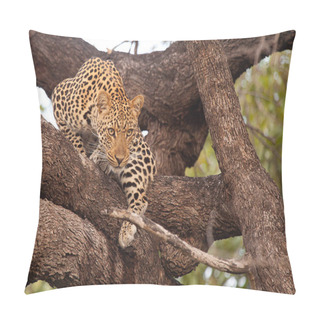 Personality  Leopard In The African Savannah Pillow Covers