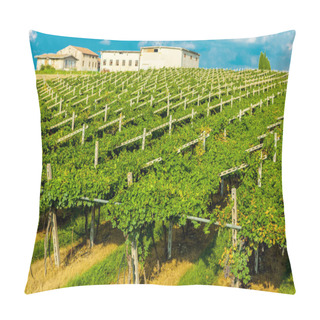 Personality  Vineyards Sunny Day With White Ripe Clusters Of Grapes. Italy Lake Garda. Pillow Covers