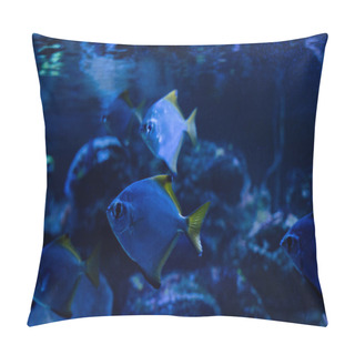 Personality  Fishes Swimming Under Water In Dark Aquarium With Blue Lighting Pillow Covers