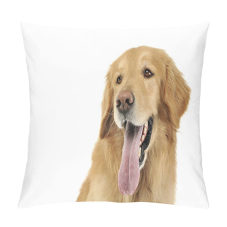 Personality  Hovawart In A White Background Studio Pillow Covers