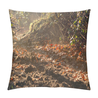 Personality  Sunlit Woodland Pillow Covers