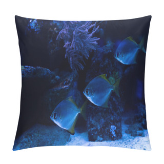 Personality  Fishes Swimming Under Water In Aquarium With Blue Lighting And Corals Pillow Covers