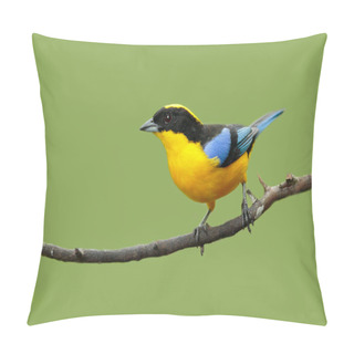 Personality  Blue-winged Mountain-tanager Bird Pillow Covers