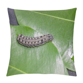 Personality  Close Up Of Common Cutworm On Leaves Pillow Covers