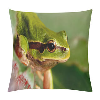 Personality  Green Tree Frog Pillow Covers