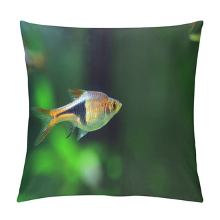 Personality  Harlequin Rasbora Freshwater Fish - (Trigonostigma Heteromorpha) Pillow Covers