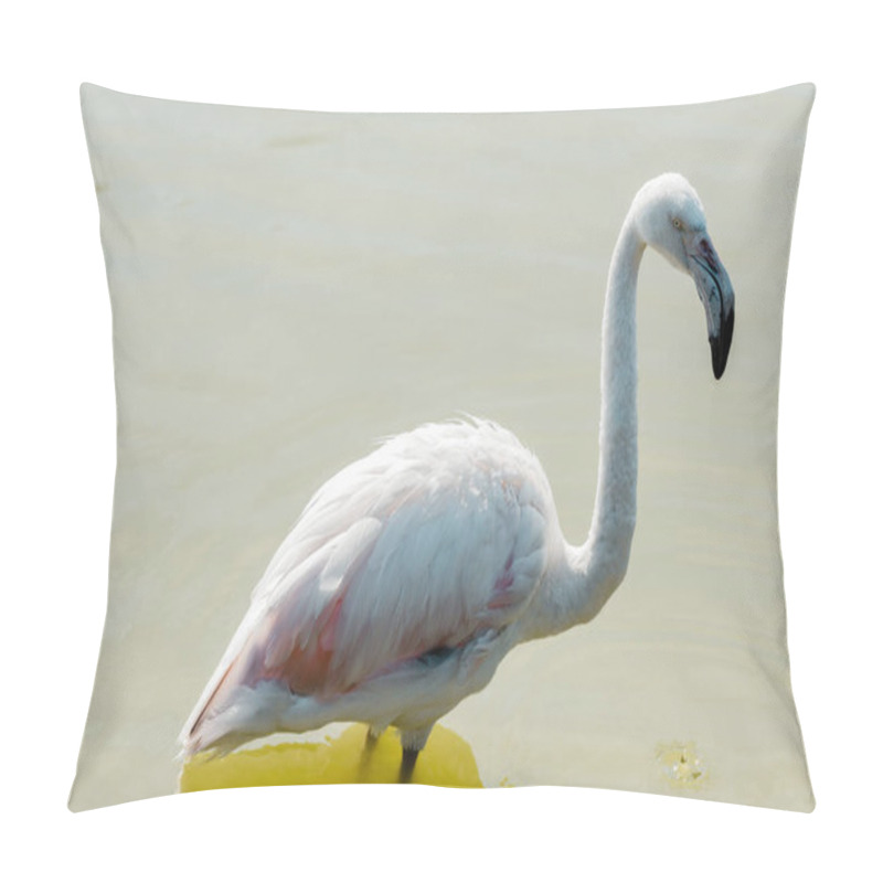 Personality  Pink Flamingo Standing In Pond In Zoo  Pillow Covers