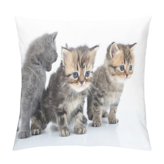 Personality  Group Of Little Kittens Pillow Covers