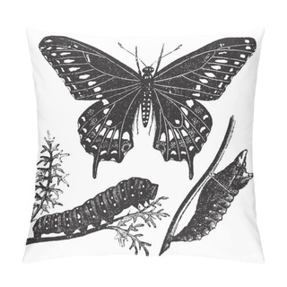 Personality  Black Swallowtail Butterfly Or Papilio Polyxenes, Vintage Engrav Pillow Covers