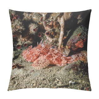 Personality  Scorpionfish Pillow Covers