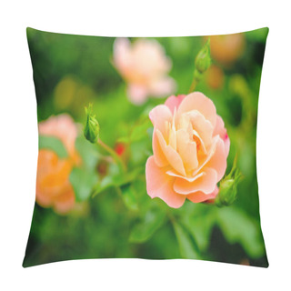 Personality  Closeup Macro Pink Floribunda Hybrid Rose Tea Crossbreed Pillow Covers