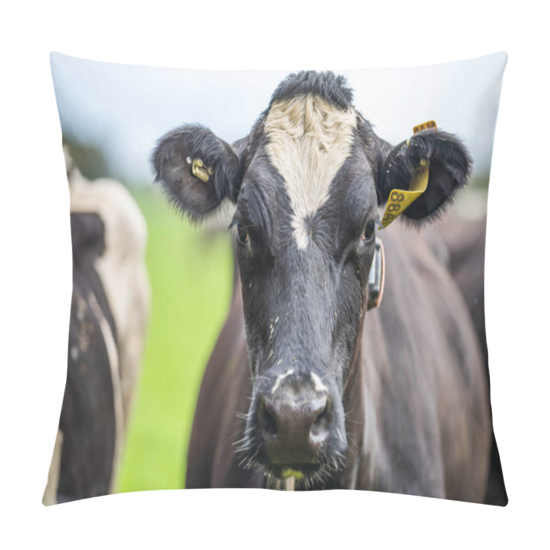 Personality  Stud Angus, Wagyu, Murray Grey, Dairy And Beef Cows And Bulls Grazing On Grass And Pasture. The Animals Are Organic And Free Range, Being Grown On An Agricultural Farm In Australia. Pillow Covers