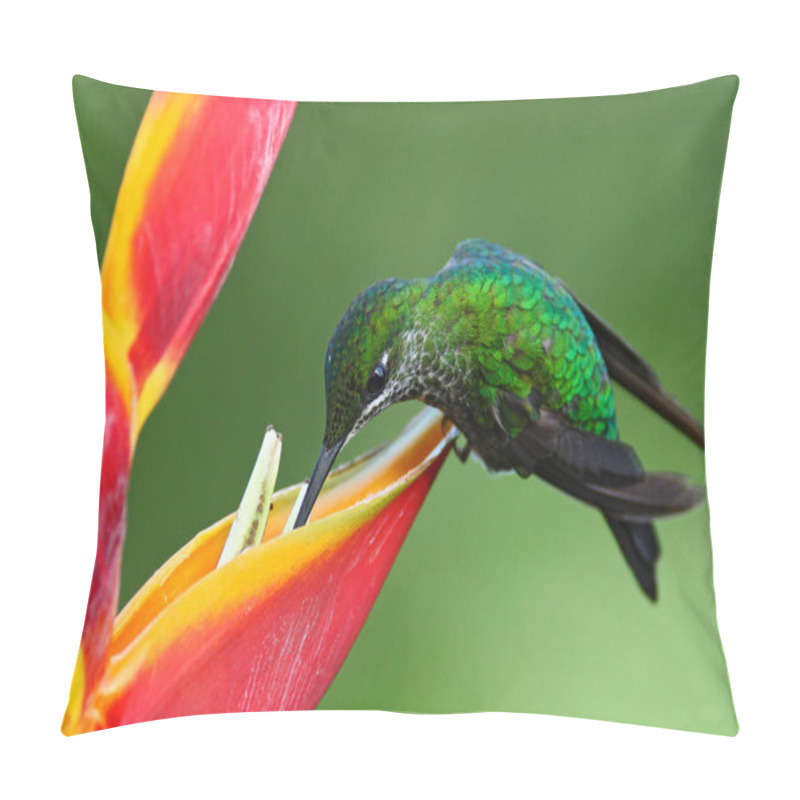 Personality  hummingbird feeding nectar pillow covers
