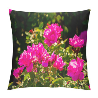 Personality  A Stunning View Of Floribunda Roses With Soft Pink Petals Under The Bright Sunlight In The Garden Pillow Covers