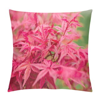 Personality  Selective Focus Of Colorful Red Leaves In Botanical Garden Pillow Covers