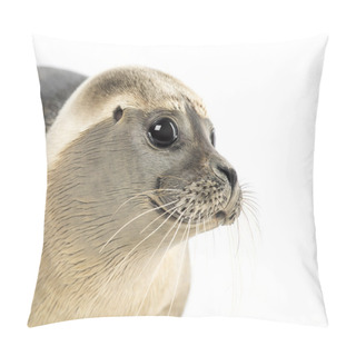 Personality  Close-up Of A Common Seal, Phoca Vitulina, 8 Months Old, Isolate Pillow Covers