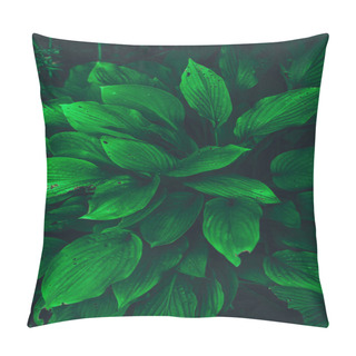 Personality  Tropical Green Leaf Background, Dark Tone Theme. Natural Background From Plants, Colored Textures Of Nature Pillow Covers