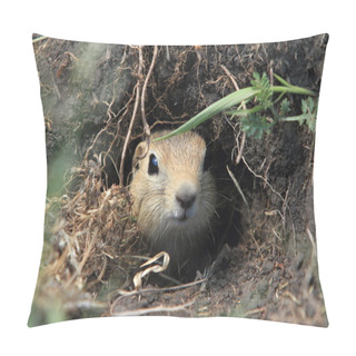 Personality  Mongolian Prairie Dogs Pillow Covers