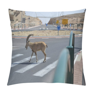 Personality  Nubian Ibex Crossing Street In Mitzpe Ramon, Negev Desert, Israel Pillow Covers