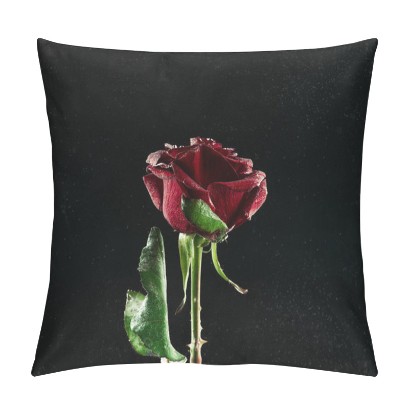 Personality  close-up view of beautiful blooming red rose flower on black pillow covers