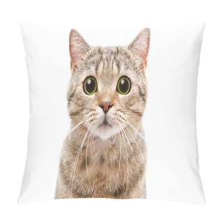 Personality  Portrait Of A Surprised Cat Scottish Straight Pillow Covers