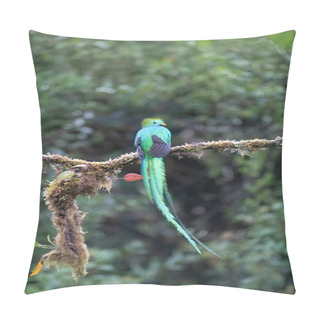 Personality  Beautiful Quetzal Bird Costa Rica Pillow Covers