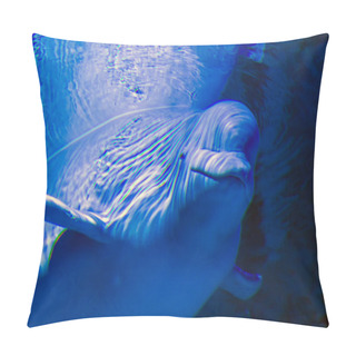 Personality  Beluga Whale Its Scientific Name Is Delphinapterus Leucas Pillow Covers