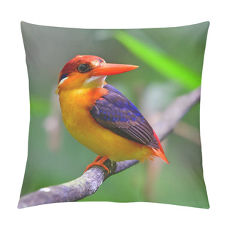 Personality  Oriental Dwarf Kingfisher Bird Pillow Covers