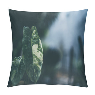 Personality  Green Leaf Of Tropical Forest Plant Living In Nature Garden, Exotic Jungle Foliage Background, Palm Floral And Monstera, Botany Flora Decoration In Environment Pillow Covers