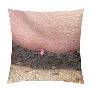Personality  Nipples Of A Sow Pillow Covers