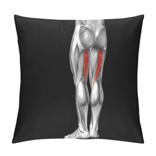Personality  Human Upper Legs Anatomy Pillow Covers