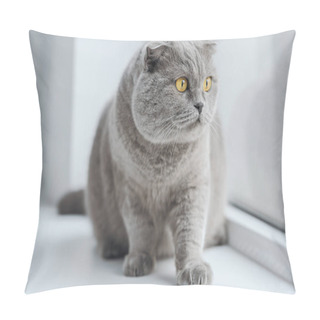 Personality  Scottish Fold Cat Sitting On Windowsill At Home Pillow Covers