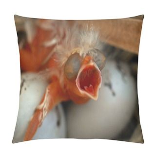 Personality  Hungry Wild Baby Bird Hatchling Pillow Covers