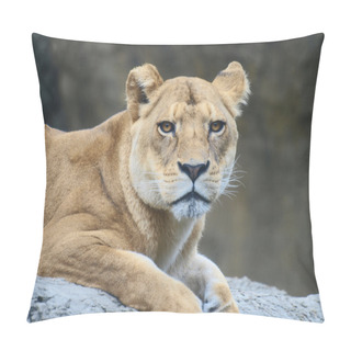 Personality  Female Lion Pillow Covers