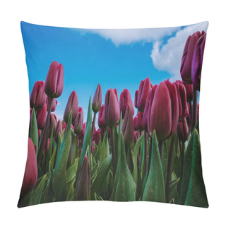 Personality  Aerial View Of Bulb-fields In Springtime, Colorful Tulip Fields In The Netherlands Flevoland During Spring Pillow Covers