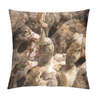 Personality  Brown Muscovy Ducks In The Barnyard, Lots Of Poultry, Herd Of Ducks. High Quality Photo Pillow Covers