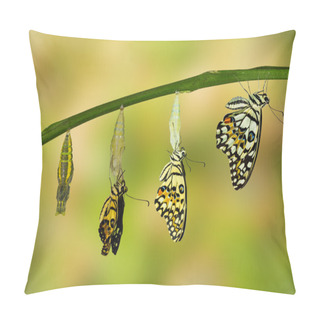 Personality  Transformation Of Lime Butterfly Pillow Covers