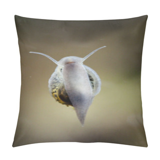 Personality  This Is A Close Up Of A Bubble Snails, Eggs Of Snails Pillow Covers