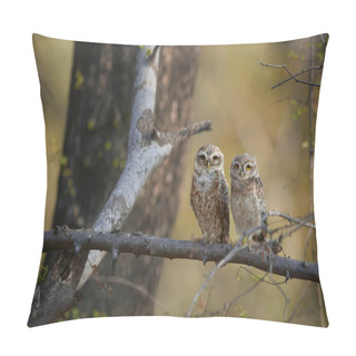 Personality  Two Wild Owls, Spotted Owlet, Athene Brama, Indian Owls Perched On Branch In Dry Forest Of India, Staring Directly At Camera. Owl With Yellow Eyes. Indian Wildlife Photography,Ranthambore,Rajasthan.   Pillow Covers