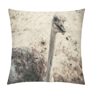 Personality  High Angle View Of Ostrich Standing On Ground At Zoo Pillow Covers