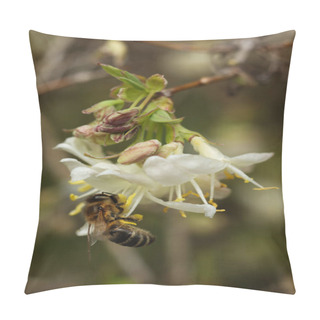 Personality  Honey Bee On A White Flower Of A Honeysuckle Tree Pillow Covers