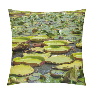 Personality  World Famous Pond With Giant Water Lilies In The Botanical Garden Of Pampelmousses, Mauritius Island Pillow Covers