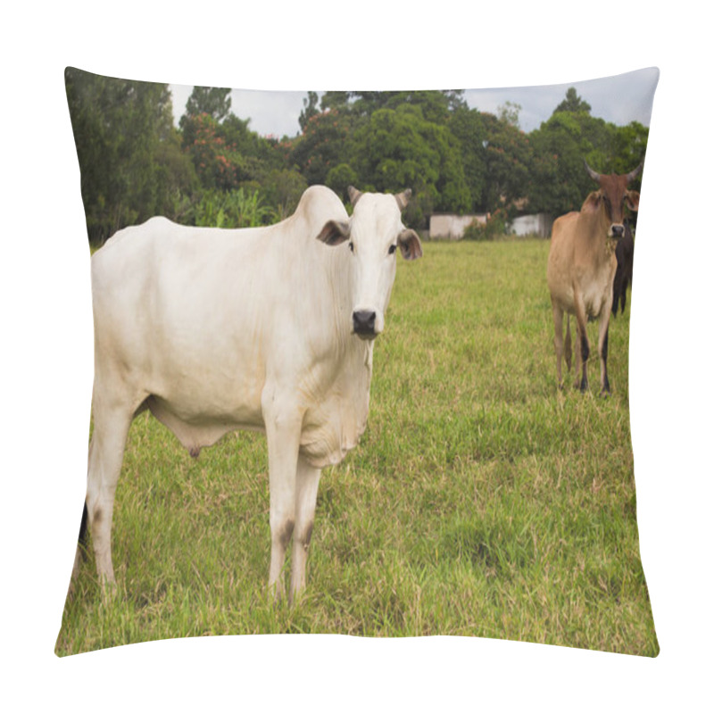 Personality  Brazilian Cows On A Pasture  Pillow Covers