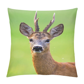 Personality  Alert Roe Deer Buck With Big Antlers Looking Into Camera In Summer Nature Pillow Covers