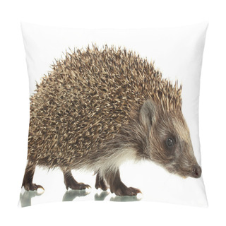 Personality  Hedgehog, Isolated On White Pillow Covers