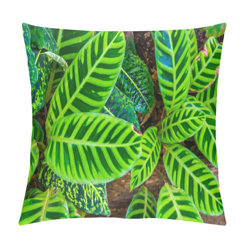 Personality  closeup of the leaves of a zebra plant, tropical plant specie from Brazil, exotic garden and nature background pillow covers