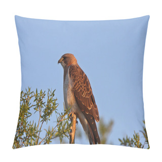 Personality  Swainson's Hawk Perched On Branch End Pillow Covers